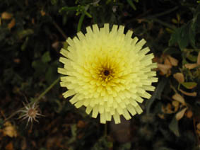 Urospermum dalechampii